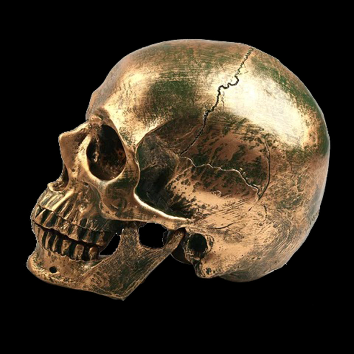 Decorative Human Skull | Best Human Skull | Human Skull Decor